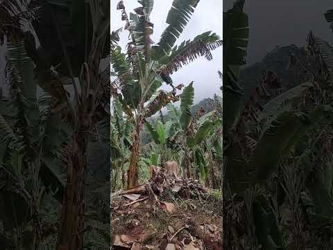 dia 11: Conceição das Pedras x Vargem Alegre