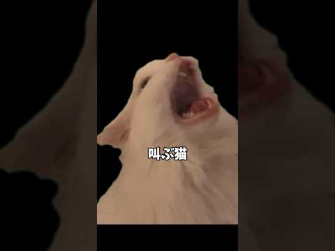 ヒョウ亜科について詳しく解説