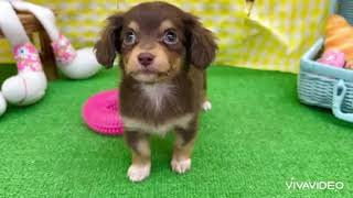 ハーフ犬の動画01