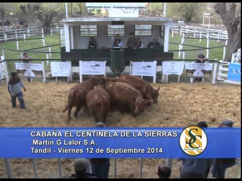 El Centinela de Las Sierras - Venta Vientres - Tandil - 12/09/2014