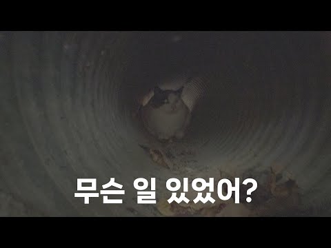 애교 많던 고양이가 갑자기 집사를 피하고 무서워하는 이유