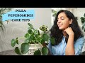 How To Care For Chinese Money Plant Pilea Peperomioides
