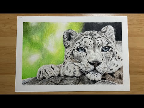 Drawing a Snow Leopard with Fabre-Castell Polychromos color pencils