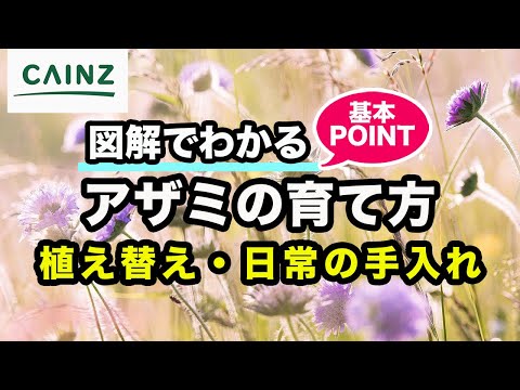 園芸 野アザミ、シルク デ シャン、エショーサイド、ピコ、カードロン、シェルドゥ