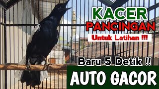 Download lagu MASTERAN KACER GACOR FULL ISIAN !! Cocok Untuk Latihan - Pancingan Kacer Agar CEPAT GACOR NARUNG‼️ mp3 Download lagu MASTERAN KACER GACOR FULL ISIAN !! Cocok Untuk Latihan - Pancingan Kacer Agar CEPAT GACOR NARUNG‼️ mp3