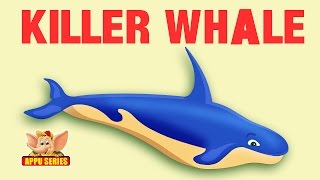 Animal Facts - Killer Whale