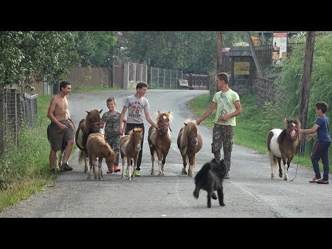 Poneii lui Calin de la Vidra, Alba - 2019 Nou!!!