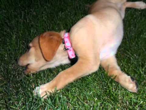 Tri cure za udomiti - UDOMLJENE