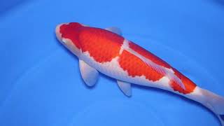 video van Sandan Kohaku KO-V24-11169