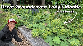 Great Groundcover - Lady's Mantle - Alchemilla mollis