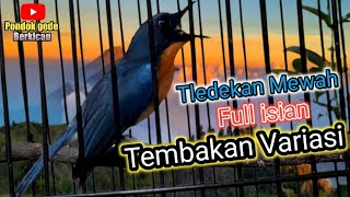 Download lagu Tledekan Mewah Gacor Full isian|Tembakan dan variasi||Masteran tledekan/sulingan gacor mp3