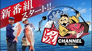 【타이라바/ BINBIN 스위치】신프로그램 스타트! Red sea bream 낚시 전문 &#39;AI TANAKA CHANNEL&#39;
