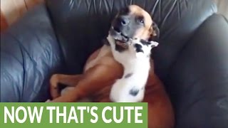 animale pisica si cainele