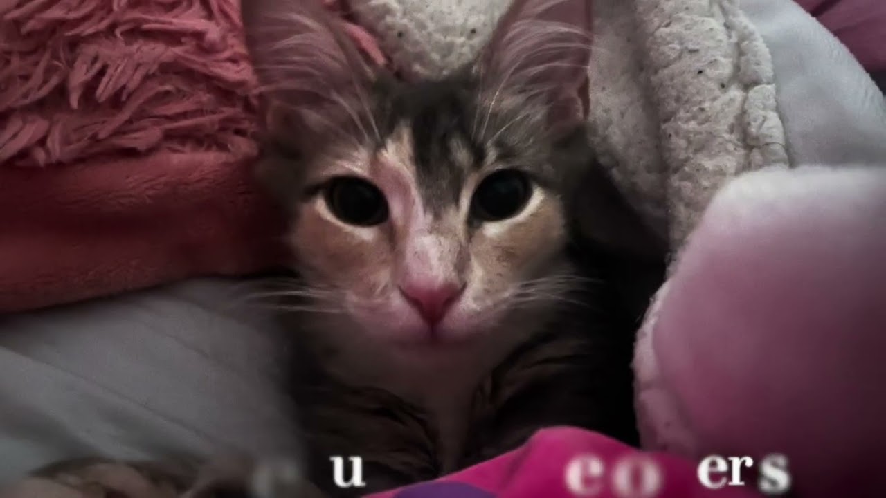 Enlarge Pixie, an adopted mixed breed in Warwick, RI video 2/6