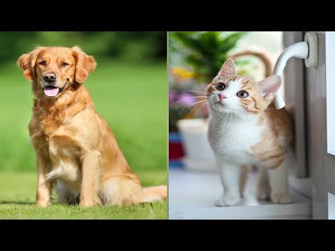 Funny Pets-Animal Reaction Video. Cute Baby playing Funny Cat's / Dogs - Funny Animals Video part 2