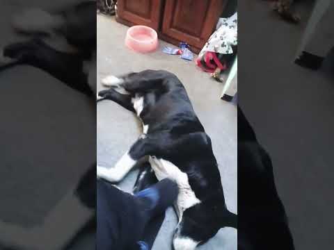 Esos Reflejos! #casagrande #perro #miradacanina #cordoba