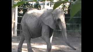 preview picture of video 'African elephants at the Hogle Zoo'
