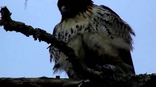 Red Tail Hawk eats mouse in tree.  He takes hair off the mouse that he killed recently