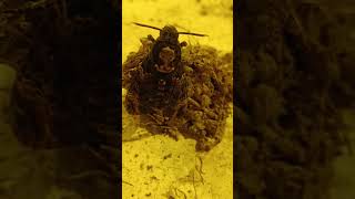 Download lagu Rabim ne eylerse güzel eyler mp3