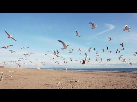 Pasji Kartel - Poletna norost