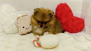 ポメラニアンの動画02