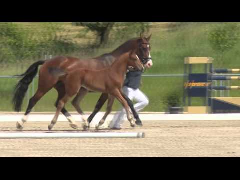 Wiesn-Herzerl - Stute - 2014 - Van Gogh x Acord Ii x Legendaer I - FOR SALE