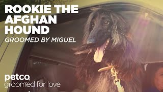 Grooming Rookie the Afghan with Miguel | Petco Grooming