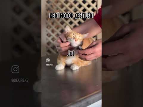 Kedi motor çeşitleri