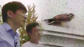 Download lagu 돌발상황! 신기한 참새 새순이의 죽음 ‘황조롱이 공격’ @순간포착 세상에 이런 일이 965회 20171130 mp3