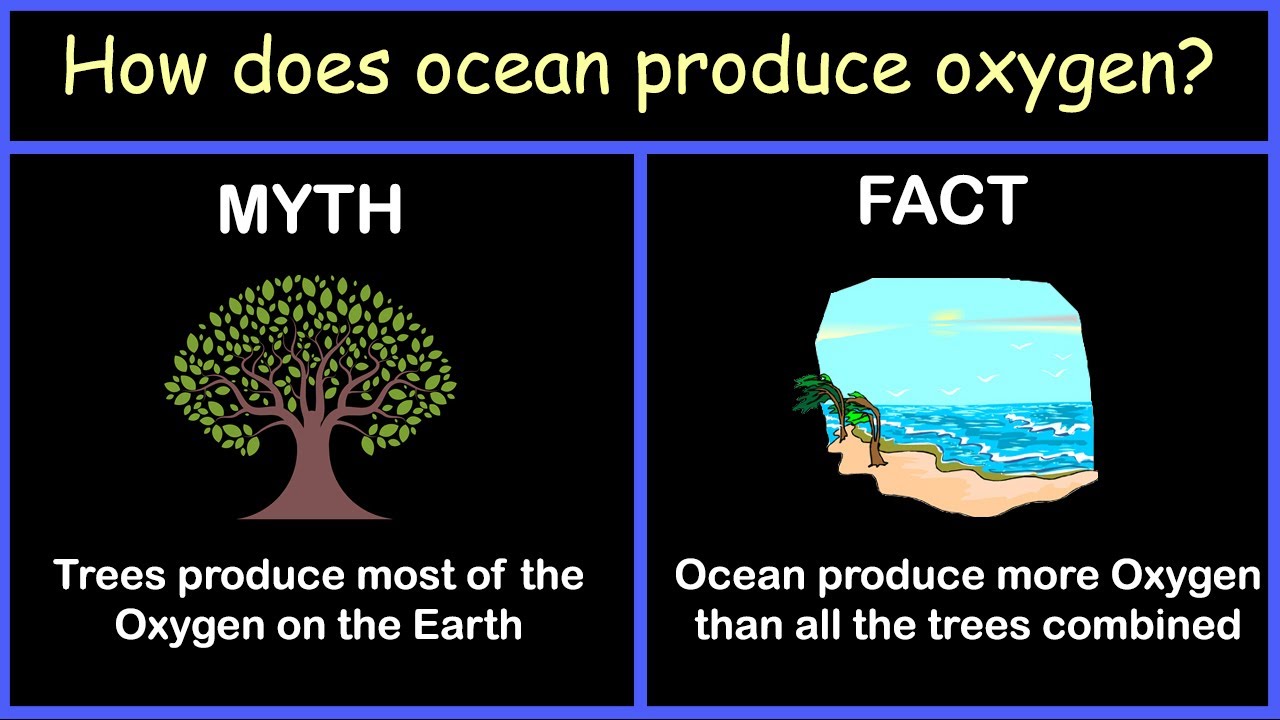 What is the percentage of oxygen phytoplankton is responsible for creating?