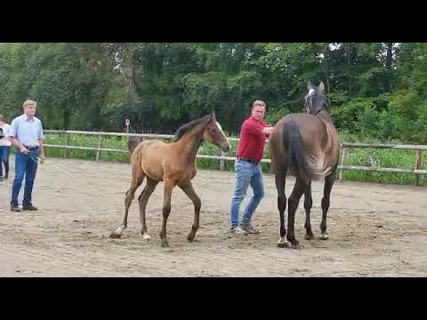 SF v. Clarimo, geb. 22.04.2020 a.d. Inga v. Casall-Uriko-Cassini I, St. 18a²; Video v. 22.07.2020