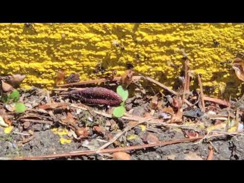 Super Highway of Odorous House Ants in Millstone, NJ