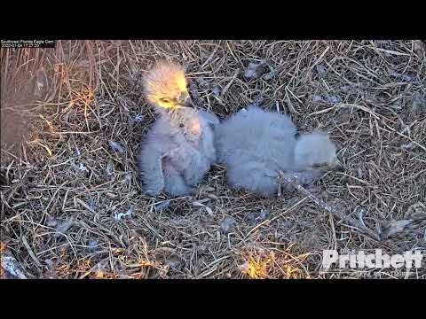 Adorable E19 and E20 (SWFL Eagle Cam, 1/4/22).