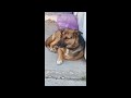 Cute Dog Is Looking Some Kind Person Whos That Dog PetLover FamilyDog Hammyandolivia CuteAnimals Nat