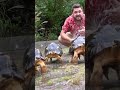 Tortoises React To Rain Shorts
