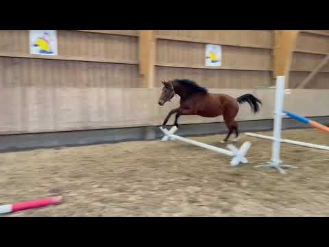 Die zweijährige Libett von Del Arko-Connor