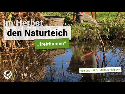 How to clean your garden pond properly – tips for autumn | gardify tips