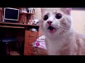 El gato ruso que se cree perro es furor en las redes 
