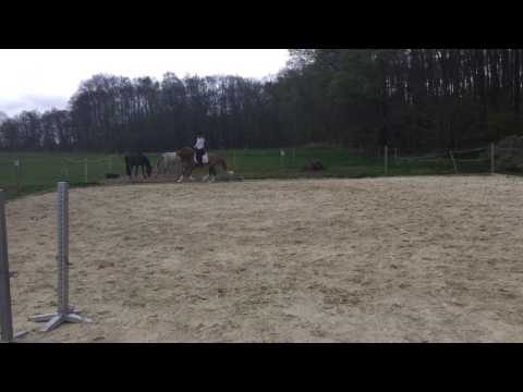 Never Forget (FS Numero Uno x Neckar) dressage 4yo mare