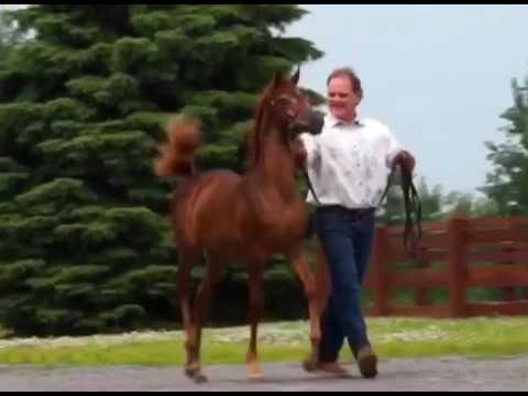 Al Ulia Arabians - Jood Al Ulia