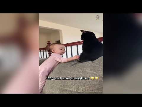 Compilation des chats les plus drôles 2025 - 10 minutes d'échecs drôles de chats