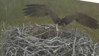 preview picture of video 'Hailuoto - Marjaniemi  Ospreys 10 June 2010'