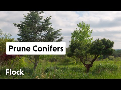 PRUNING Overgrown CONIFERS — Ep. 034