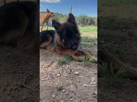 #pastoraleman #pastoralemancachorro #dog #perro #valencia #alzira #carcaixent #navarres #algemesi