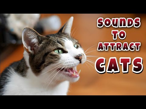 cat sounds to attract cats ! cat sound ! cat voice