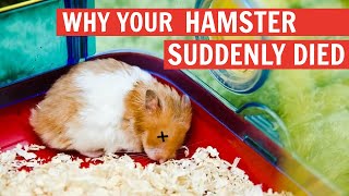 Why your Hamster Suddenly Died