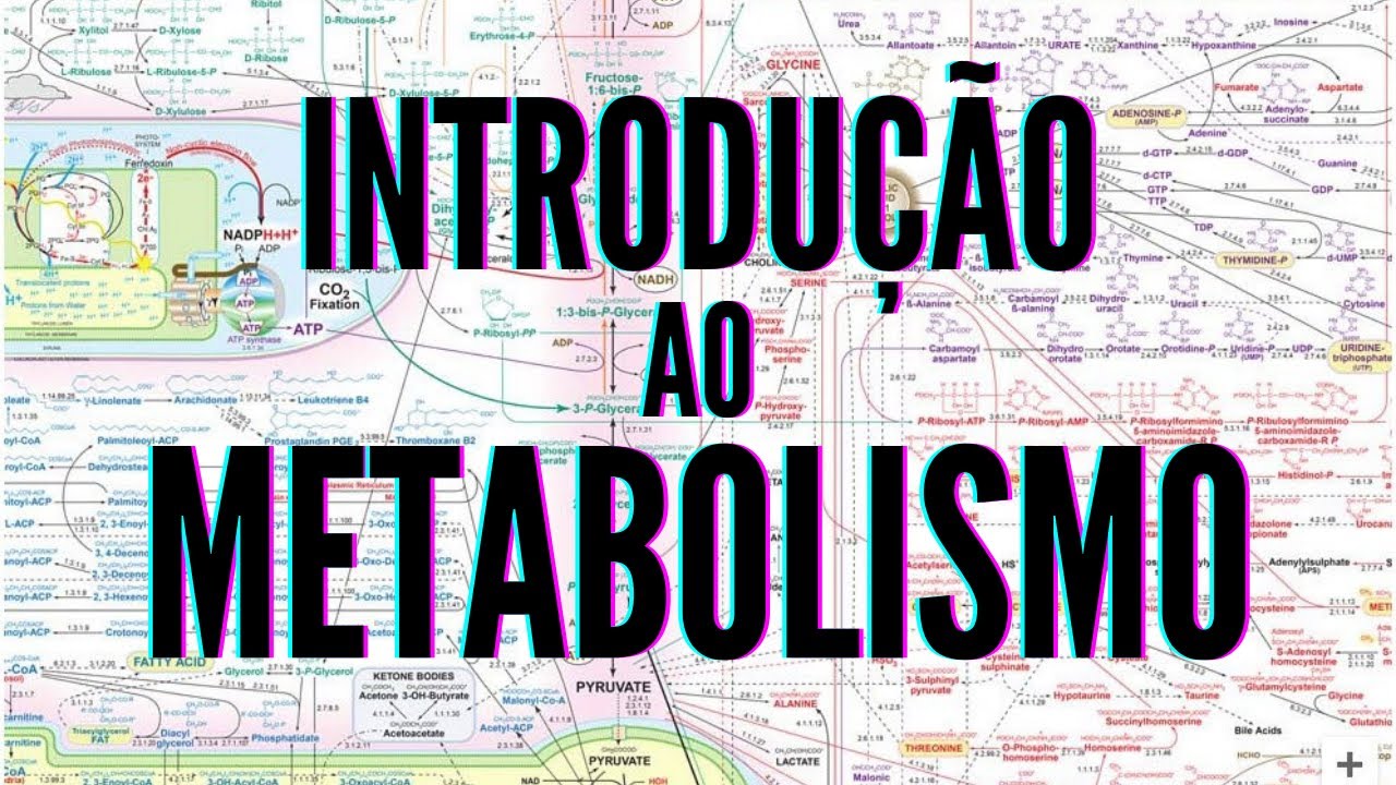 Introdução ao metabolismo