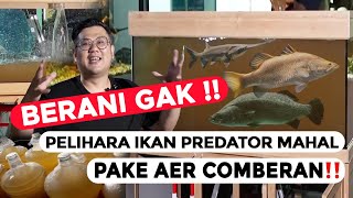 ADA YANG BERANI??? IKAN PREDATOR MAHAL DI PELIHARA DENGAN AIR LIMBAH ATAU AIR KALI YANG TERCEMAR