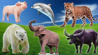 Collection of cute animal sounds: Cow, Elephant, Cat, Sheep, Bear, Pig, Owl - Cute Animal Moments