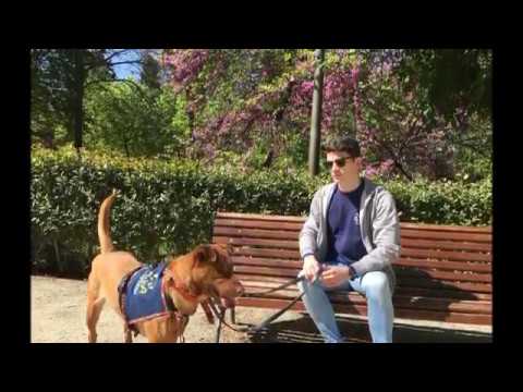 Video perra URMILA Asociación ALBA www.albaonline.org 609291930 adoptar!!!